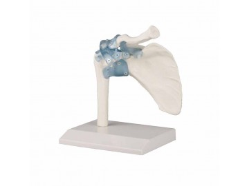 Shoulder Joint With Ligaments With Stand