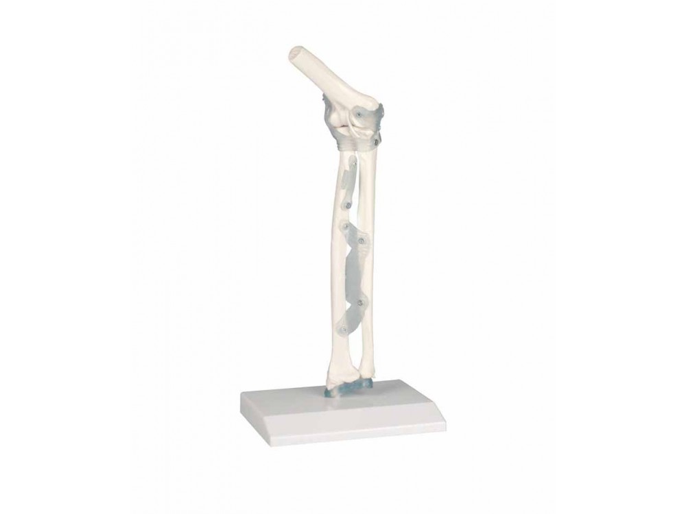 Elbow Joint With Ligaments With Stand