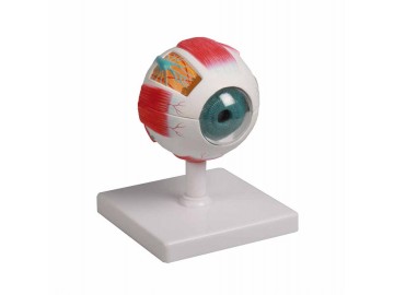 Eye Model 4-times Life Size 6-parts