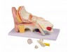 Ear 3 Times Life Size 4-parts