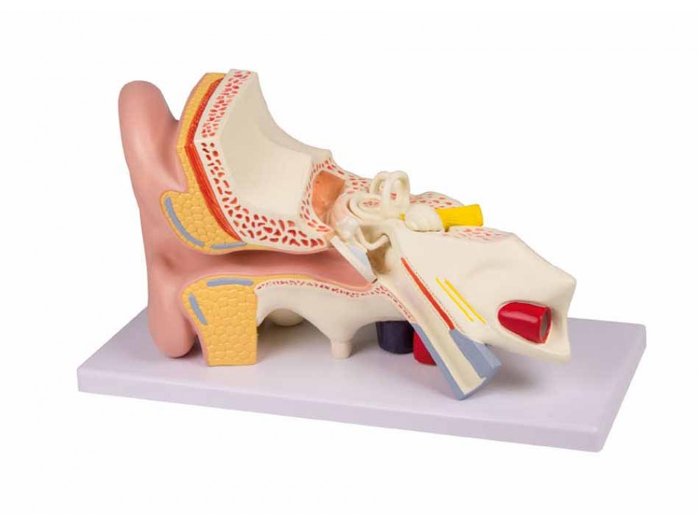 Ear 3 Times Life Size 4-parts