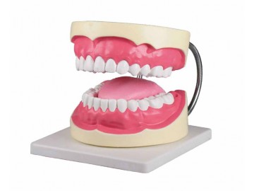 Oral Hygiene Model-3 Times Life Size