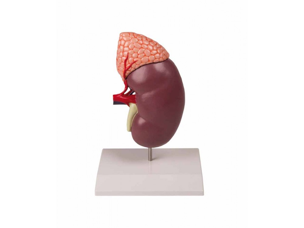 Kidney With Adrenal Gland 2-Times Enlarged 2-part