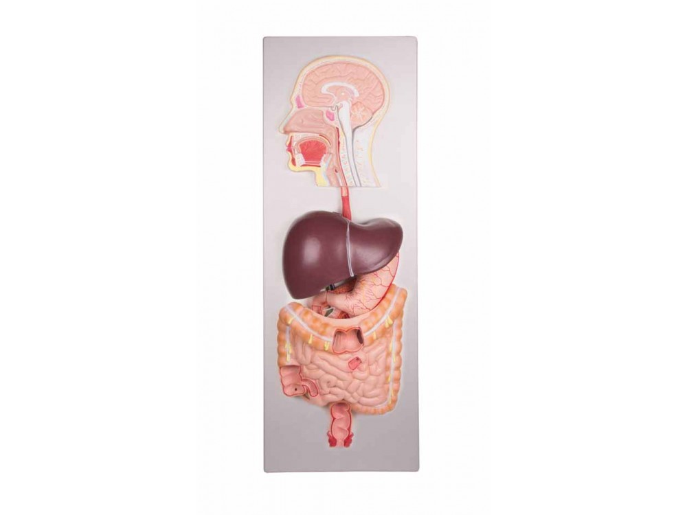Kidney With Adrenal Gland 2 Times Enlarged 2-part