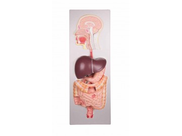 Kidney With Adrenal Gland 2 Times Enlarged 2-part