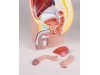 Male Pelvis Life Size 4-part