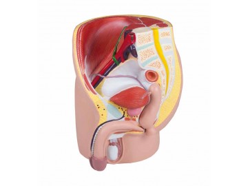 Male Pelvis Life Size 4-part